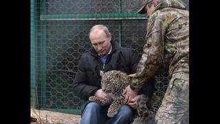 Putin calmó con la mirada a un leopardo que atacó a periodistas