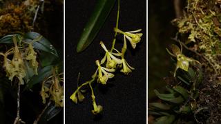 Descubren nuevas especies de orquídeas en el Bosque de Protección Alto Mayo