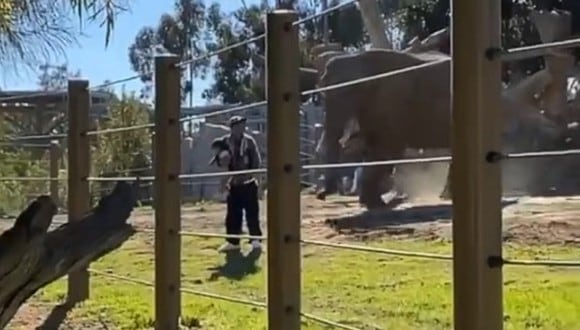 Un hombre es arrestado por colarse con su hija en el hábitat de los elefantes de un zoológico de Estados Unidos. (Foto: @ReporterCassie / Twitter)