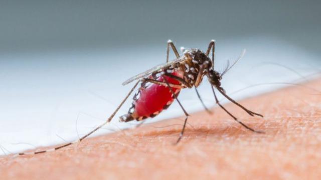 La malaria o paludismo se transmite entre los seres humanos a través de mosquitos hembras del género Anopheles, cuyas 465 especies formalmente reconocidas habitan prácticamente en todo el mundo.