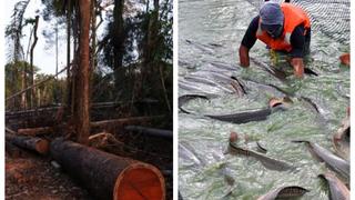 Ley de Promoción Agraria: Lo que faltaría para potenciar los rubros forestal y acuícola