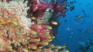 Los amenazados arrecifes de coral pueden salvarse gracias a la ciencia