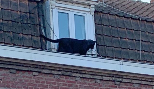 El animal fue captado deambulando tranquilamente por el borde de un tejado en el tercer y último piso de un edificio de ladrillos, inclinándose al vacío y mirando por la ventana de un apartamento. (Foto: AFP)