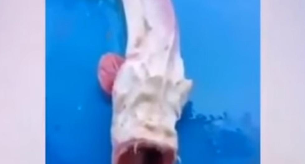 Este video de YouTube nos demostrará lo atemorizante que fue que una persona encontrara a un extraño pez prehistórico en el mar. (Foto: captura)