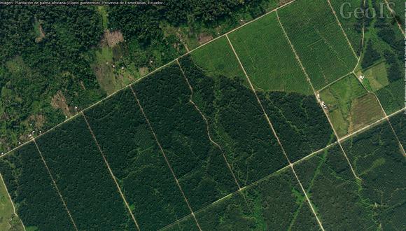 Palma de aceite en Ecuador en el 2019. Imagen satelital de plantaciones de palma africana para analizar cambios de cobertura vegetal en San Lorenzo. Foto: Rodrigo Sierra.