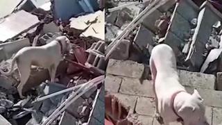 Perrito busca a su dueño entre escombros en Turquía | VIDEO