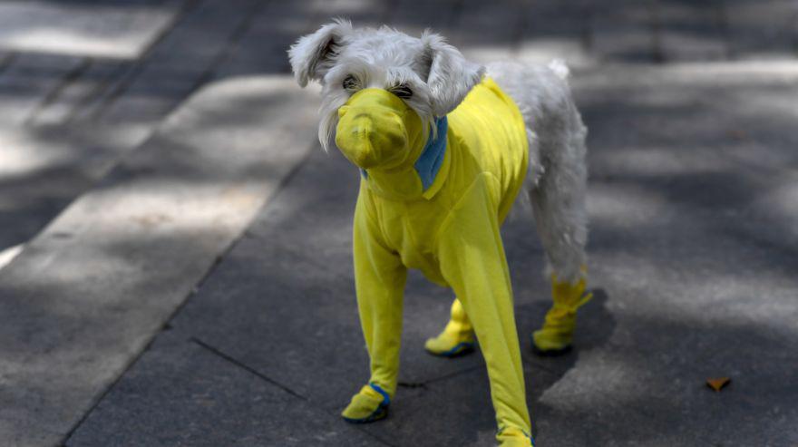 En Reino Unido planean entrenar perros para detectar pacientes con coronavirus. (Foto Referencial: AFP).