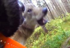 YouTube: perrita es emboscada por lobos y lucha por su vida | VIDEO