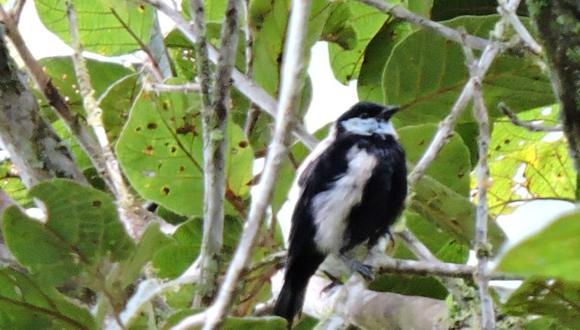 Más de 200 especies de aves se han registrado en los bosques de Monte Puyo. Foto: ECOAN