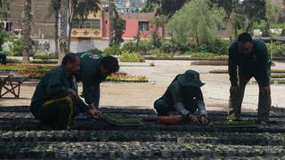 Lima: renuevan 80,000 m2 de áreas verdes en las principales avenidas