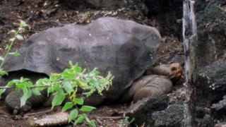 El “Solitario George” volverá embalsamado a Galápagos en el 2014