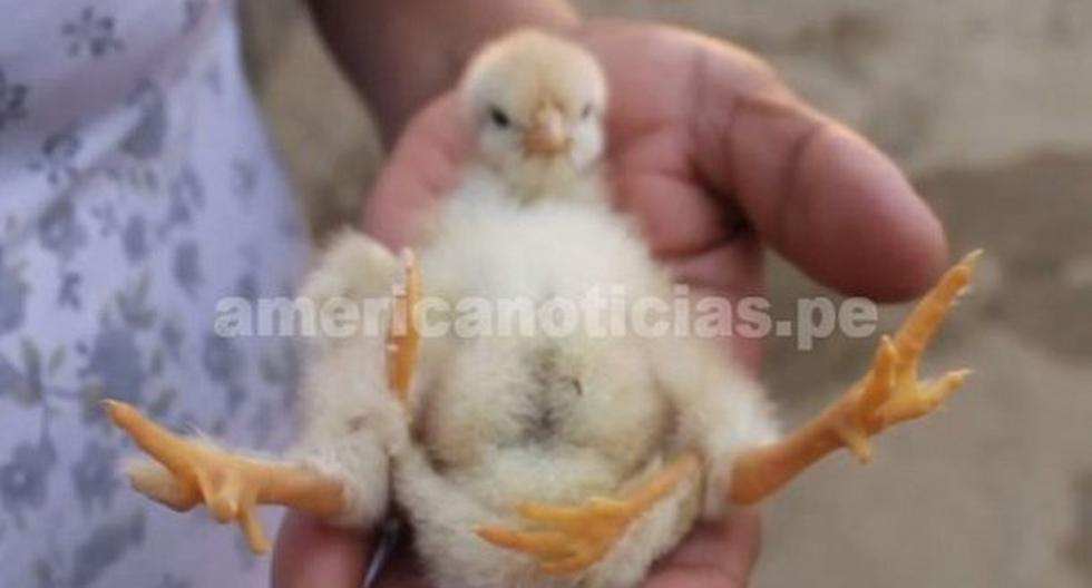 Sorpresa por pollo que nació con cuatro patas. (Foto: América Noticias)
