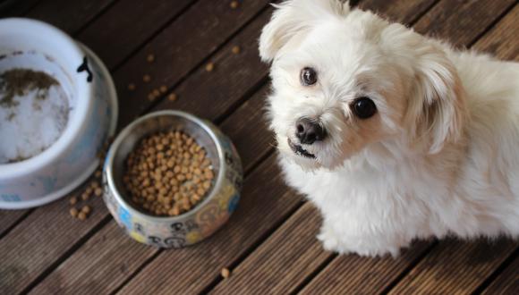 La alimentación de una mascota puede ser croquetas, comida casera o barf. Lo importante es asesorarse con un especialista para que el animal reciba todos los nutrientes que necesita. (Foto: M Burke/Unsplash)