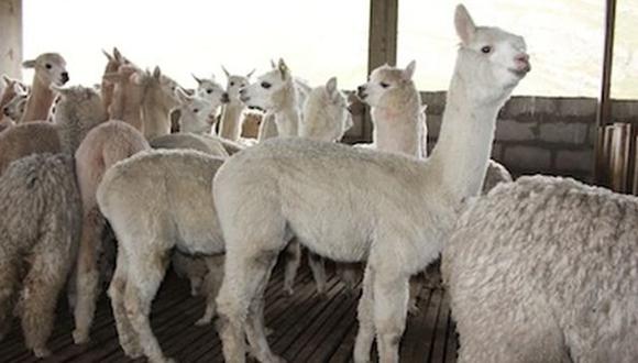 Militares estadounidenses utilizarán prendas de alpaca peruana