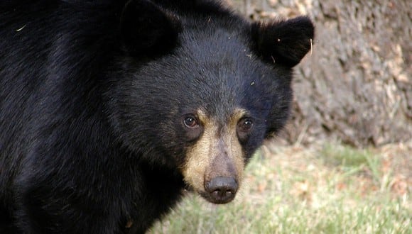 Viral, Compra un oso de peluche raro, descubre que data de 1905 y ahora  vale más de US$ 5 mil, nnda nnrt, VIRALES