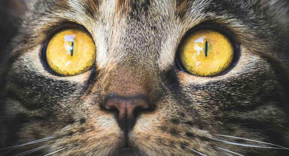 La curiosa aparición de una gata y su familia trastocó la vida de un hombre en Londres. (Foto:  KatinkavomWolfenmond / Pixabay)