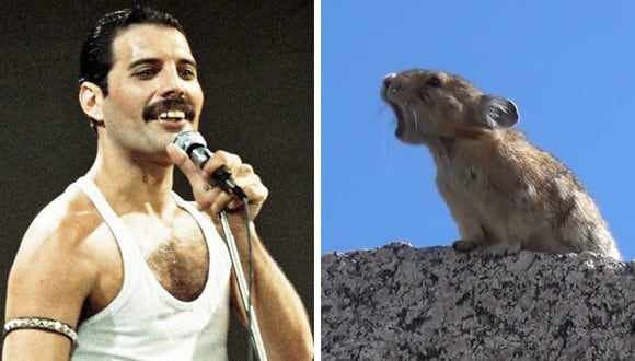 Una pika causa revuelo en YouTube por su actuación a lo Freddie Mercury de Queen. (Foto: Joe Vevers en YouTube/Pinterest)