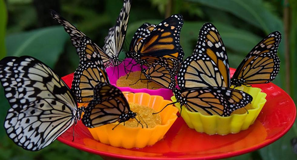 Registro inicial revela 157 especies de mariposas en Sierra del Divisor. (Foto: Andina)