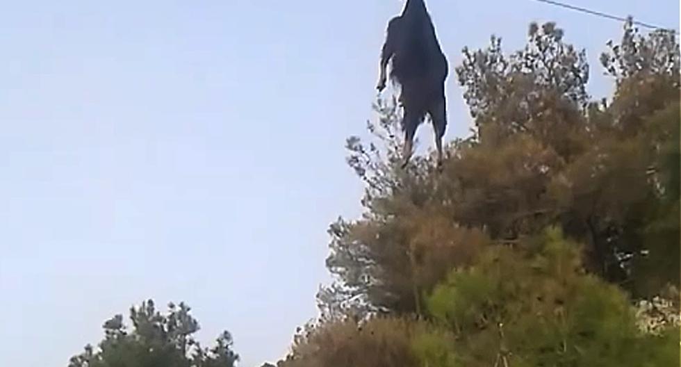 Cabra voladora fue rescatada en Grecia. (Foto: Captura de YouTube)