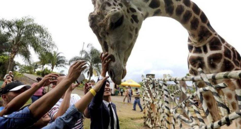Honduras: Popular Giraffe at “Big Boy” Zoo Confiscated from Drug Traffickers Dies