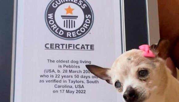 Pebbles acaba de conseguir el récord de la perrita más longeva en el mundo, al tener 22 años de edad. | Foto: pebbles_since_2000/TikTok