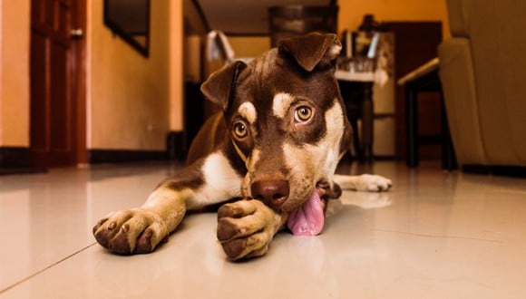 Existen varias causas que pueden provocar que tu perro se muerda la cola y otras partes del cuerpo. (Foto: Jayson Lorenzo / Pexels)