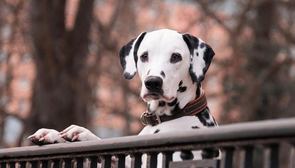 El veterianario recomendó desparasitar a los perros de los parásitos externos como pulgas, garrapatas y ácaros, tanto en verano como en invierno. (Foto: pixabay)