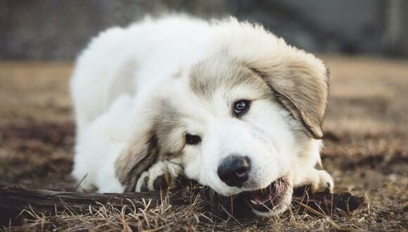 Fotografía de enfoque superficial de un cachorro blanco y gris de pelo largo. (Imagen: the happiest face / Pexels)