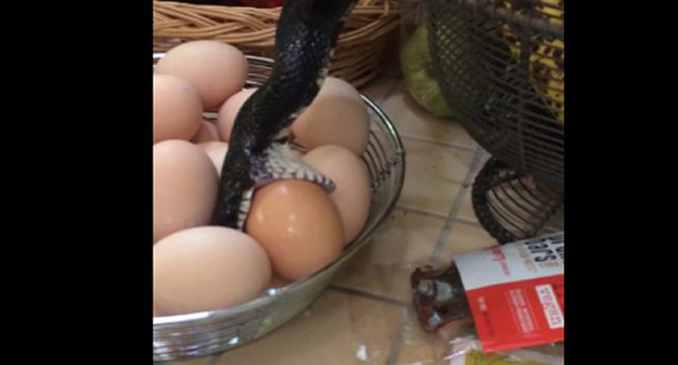 Mira lo que hizo esta serpiente con los huevos de la cocina. (Foto: Captura)