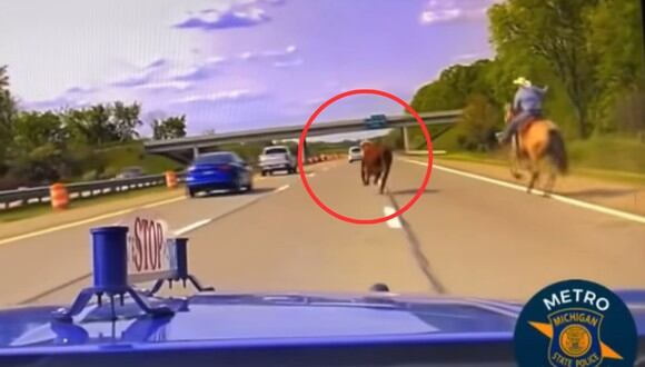 Una vaca invadió una autopista de Michigan y el video se volvió viral. (Foto: Michigan State Police).