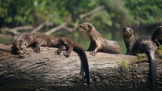 Lobos de río: víctimas de la minería ilegal en Madre de Dios 