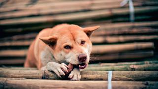 ¿Tu perro lame las paredes? Conoce algunos de los motivos