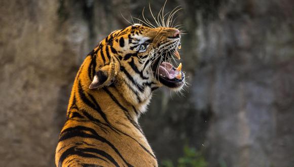 Desarrollan IA que lucha contra el tráfico ilegal de tigres. (Foto: Pixabay)