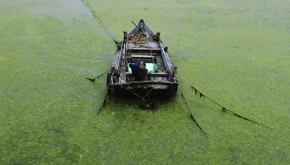 Un barco está rodeado de algas verdes frente a la costa de Qingdao, en la provincia de Shandong, en China, el 17 de junio de 2021. (Chinatopix/AP).