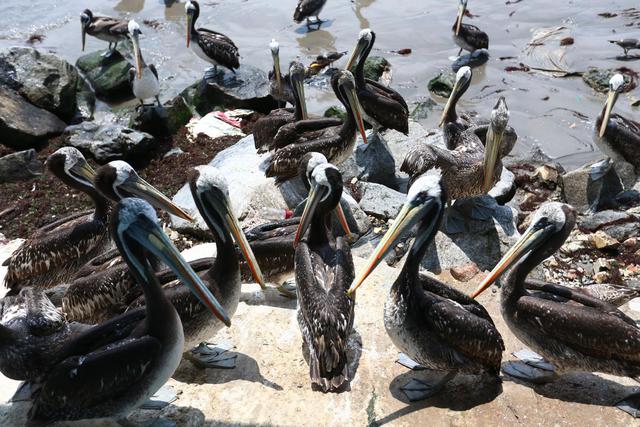 También ha aumentado la presencia de pelícanos en la playa Agua Dulce. (Hugo Curotto / GEC)
