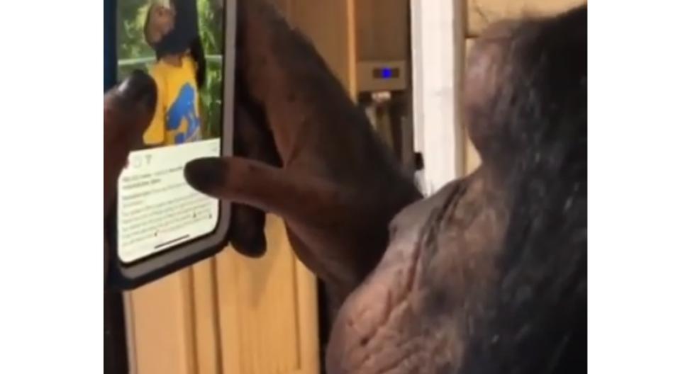 El video muestra a *Sugriva*, un chimpancé de una reserva natural, utilizando la red social *Instagram*, se le puede observar cambiando de imagen, retroceder e incluso darle \'like\' a una foto. (Foto: Captura | El mundo viral)
