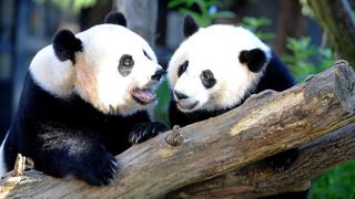 China lamenta que los pandas ya no sean una especie en peligro