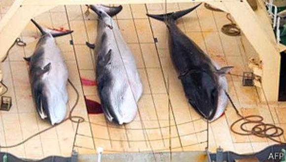 Mayor portal de Japón dejará de vender carne de ballena