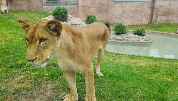 Chiclayanita, la leona nacida en el Parque de las Leyendas, cumple 3 años. Es la cría de una pareja de leones rescatados de un circo al norte del país, Sultán y Bonita (Difusión).