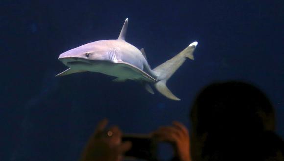 Cuba implementa plan de protección a tiburones