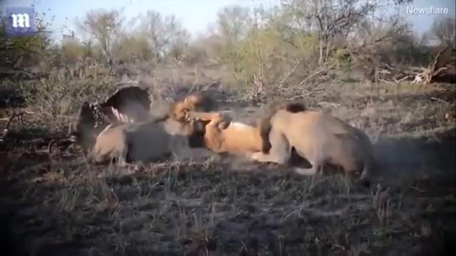 Un par de leones atacaron a una hembra por comida en el Parque Nacional Kruger (Sudáfrica).