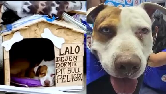'Lalo', un perro comparado con Hachiko, esperó a su dueño fallecido durante tres meses en las afueras del Hospital Luis Negreiros. (Foto: YouTube/Buenos Días Perú | Mag).