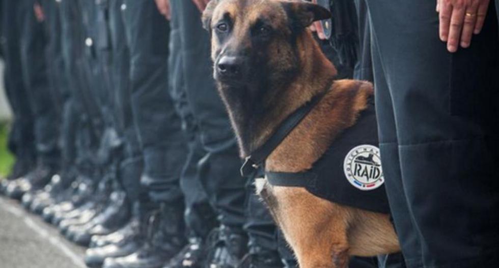 Diesel es el nombre de esta heroína canina (Foto: Twitter / Policía de Francia)