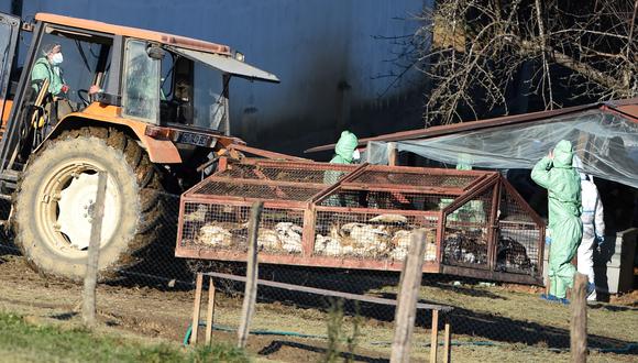 Los patos sacrificados debido al brote de gripe aviar que comenzó a fines de noviembre se colocan en una jaula para ser retirados de una granja en Lohitzun-Oyhercq, suroeste de Francia, el 27 de enero de 2022.  (Foto referencial de GAIZKA IROZ / AFP)