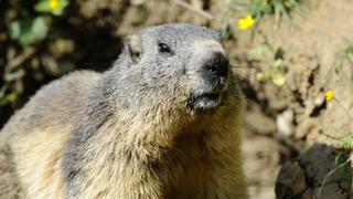 Peste bubónica: un adolescente murió en Mongolia luego de comer carne de marmota