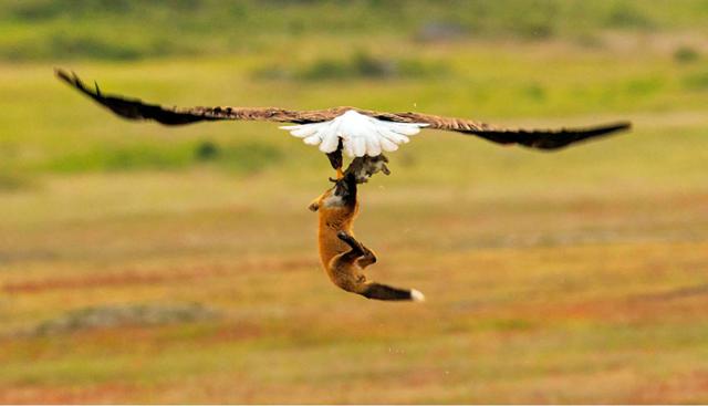 Un zorro capturó a un conejo y un el águila calva apareció para quitarle su comida.La pelea se realizo a seis metros sobre el suelo. (Fotos: Kevin Ebi)