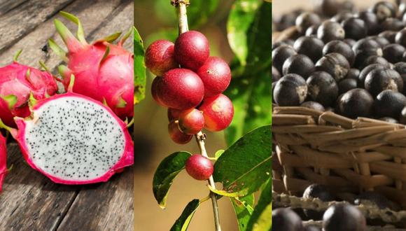 Frutas exóticas, potencial de comercio para la selva peruana