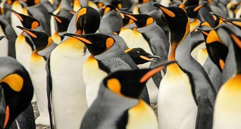 Pingúinos en peligro de muerte por culpa de Iceberg gigante. (Foto: Lisa Vaz)