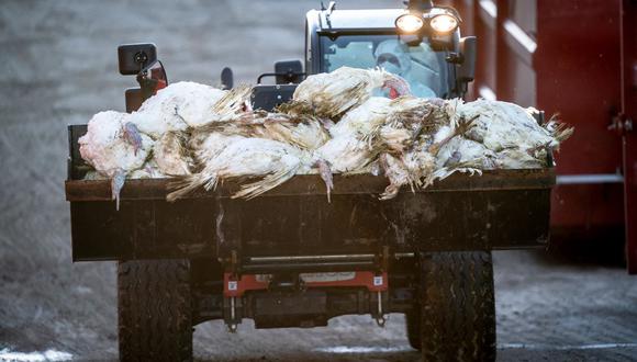 La Administración Danesa de Alimentos y Veterinaria sacrifica miles de pavos en una granja por un brote de gripe aviar el 6 de enero de 2022. (Foto referencial, MADS CLAUS RASMUSSEN / RITZAU SCANPIX / AFP).