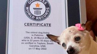 Ella es Pebbles: la perrita más longeva del mundo y ganadora de un Récord Guinness